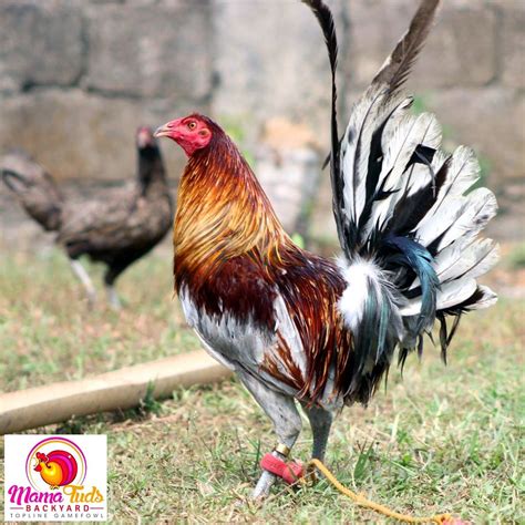 blue fever gamefowl|Miner Blue Gamefowl: All You Need to Know.